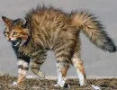Выгнутая спина