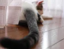 Двигается только кончик хвоста