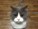 Движения хвоста становятся быстрее