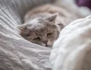 Заболевание
