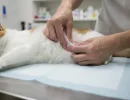 Злокачественная опухоль