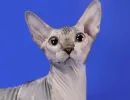Канадский сфинкс