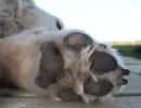 Колтуны