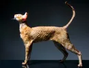 Корниш-рекс
