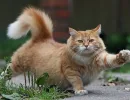 Коты до семи лет