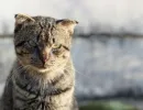 Коты поле восьми лет