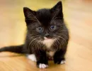 Котята до одного года