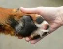 Механические травмы