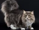Норвежская лесная кошка