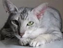 Ориентальная короткошерстная кошка