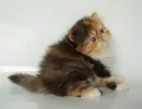 Персидская кошка
