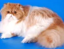 Персидская кошка