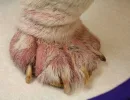 Подкожный клещ