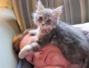 Попытка дотронуться лапой до лица человека