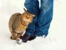Притирание о ноги