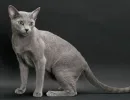 Русская голубая