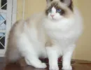 Рэгдолл
