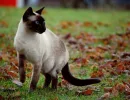 Сиамская кошка