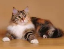 Сибирская кошка