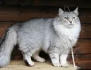 Сибирская кошка