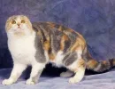 Скотиш-фолд