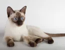 Тонкинская кошка