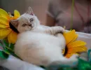 Хвост лежит на полу и слегка подергивается
