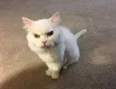 Хвост отчаянно бьет по полу