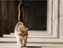 Хвост поднят и изогнут дугой