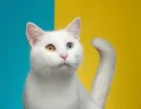 Хвост приподнят и слегка покачивается