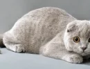 Шотландская вислоухая кошка