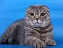Шотландская вислоухая кошка