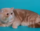 Экзотическая кошка
