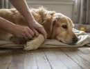 Артроз у собак: симптомы и лечение