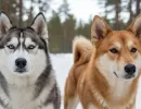 Чем отличается хаски от лайки?