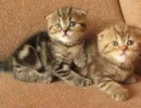 1 месяц