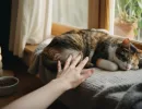 Как понять что кошка беременна