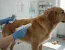 Чипирование собак