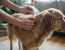 «Дана Спот-он» для собак: инструкция по применению
