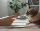 «Диронет» для кошек: инструкция по применению