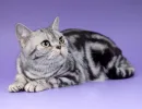 Американская короткошерстная кошка