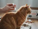 Фронтлайн для кошек и собак