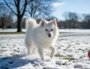 Американский эскимосский шпиц: описание породы