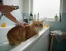 Как помыть кота