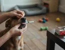 Дегельминтизация собак: как проводить?