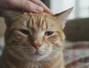 Герпес у кошек: симптомы и лечение