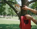 Как снять кота с дерева