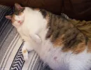 Как откормить кота