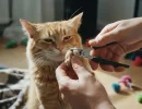 Как подстричь когти кошке
