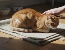 Облысение у кошек: причины лечение